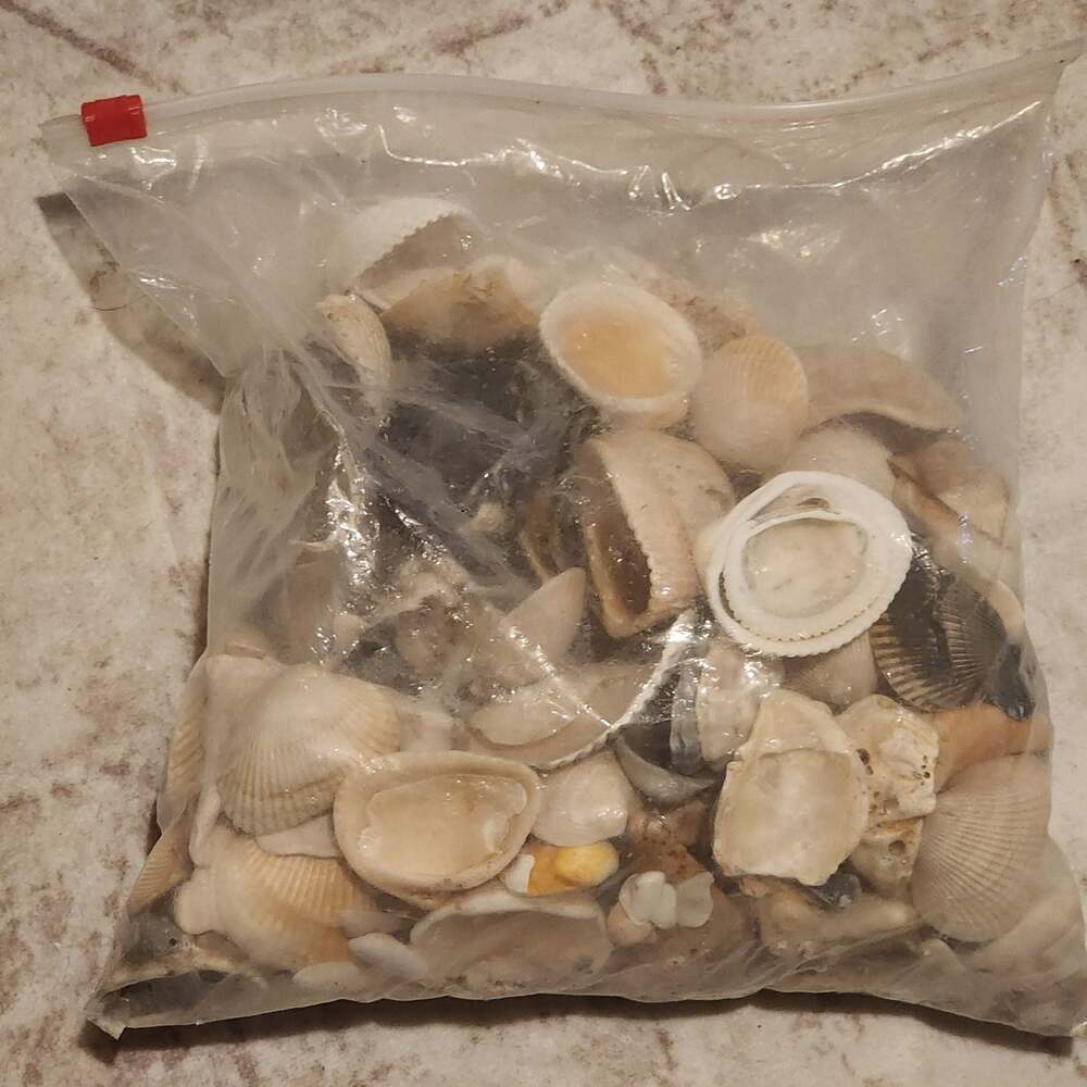 Assorted Natural Sea Shells Mix in Ziploc Bag